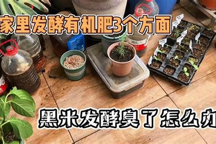 为什么黑糯米玉米杆子长得高,但是没棒子？