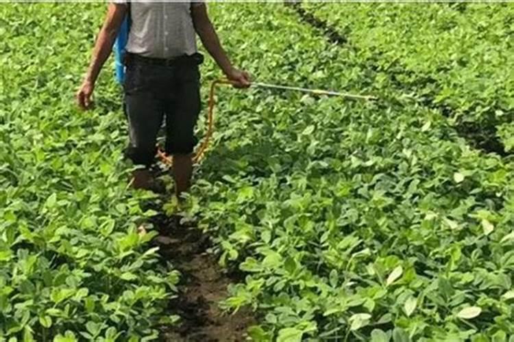 花生盛花期叶面肥用什么好？花生在什么时候喷施叶面肥？