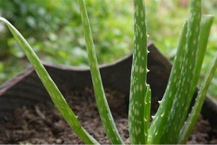 芦荟最好的肥料是什么？