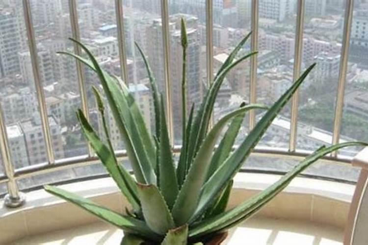 磷酸二氢钾的作用适合哪些花