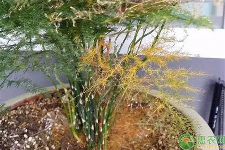 文竹叶子发黄浇什么肥料