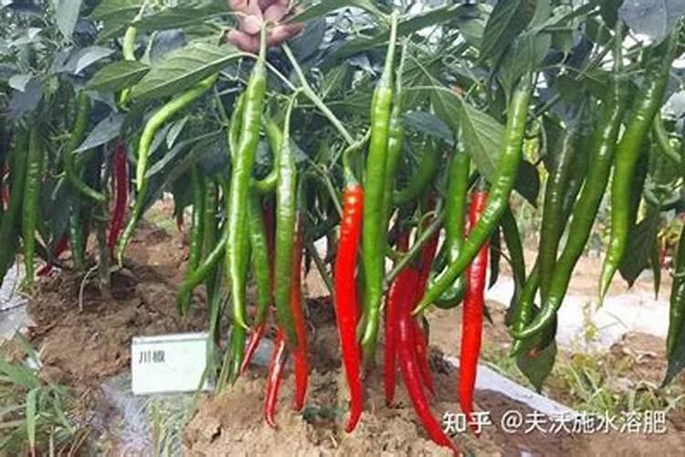 长寿豆中期的虫害有哪些？