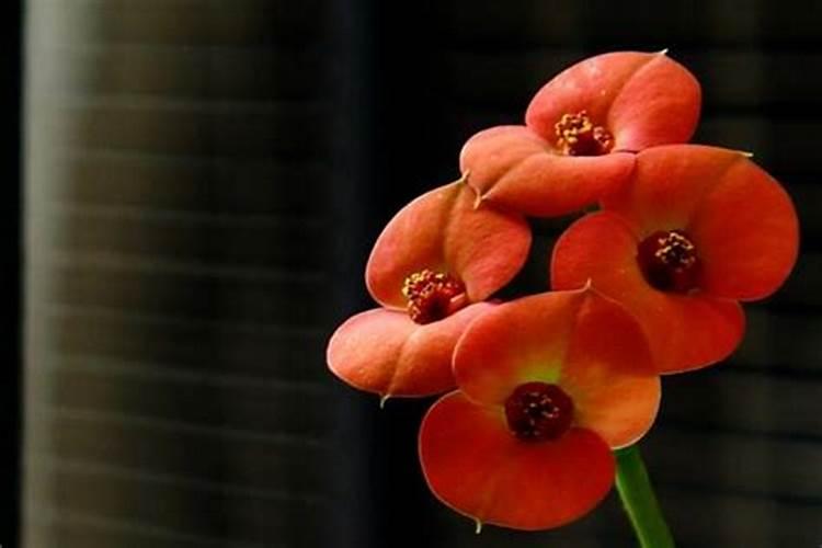 大花虎刺梅的养殖方法步骤