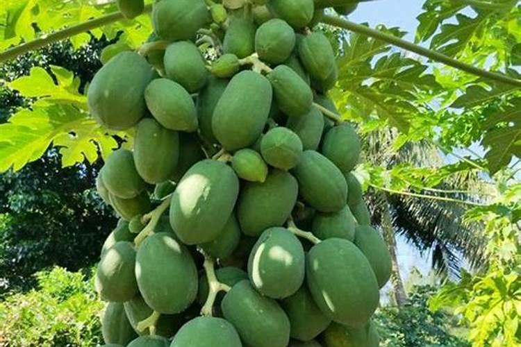 自制黄豆肥最简单方法