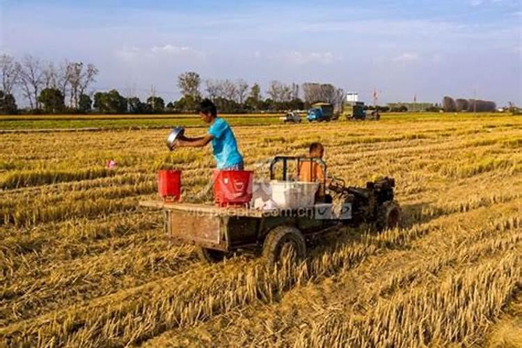 盆栽大花蕙兰什么时候种植