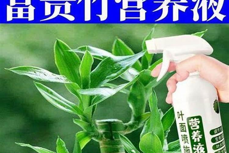 玫瑰叶子发黄的解决方法 玫瑰叶子发黄是怎么回事