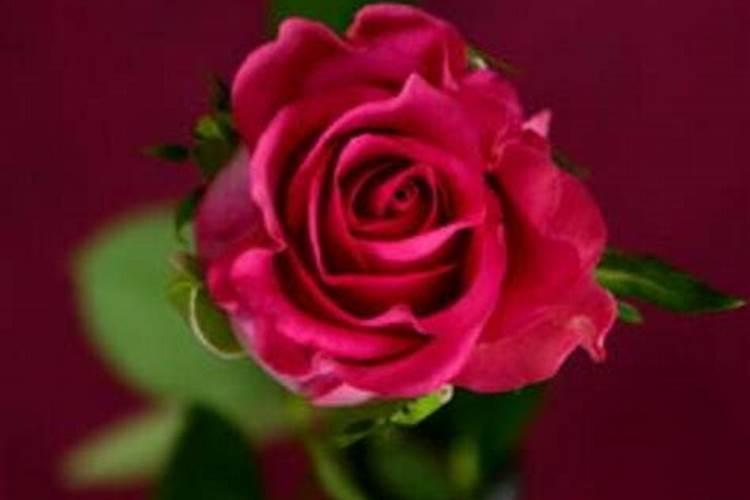 沙漠玫瑰开花后如何复壮？