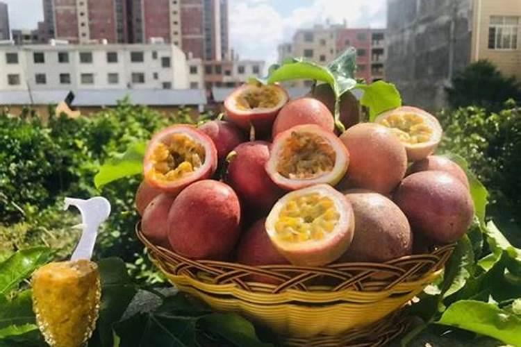 种百香果隔多少天施一次肥