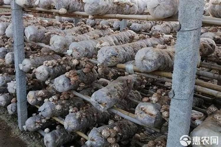 种植蘑菇用什么肥料