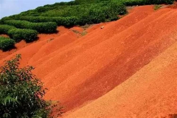 红土适合种什么盆栽