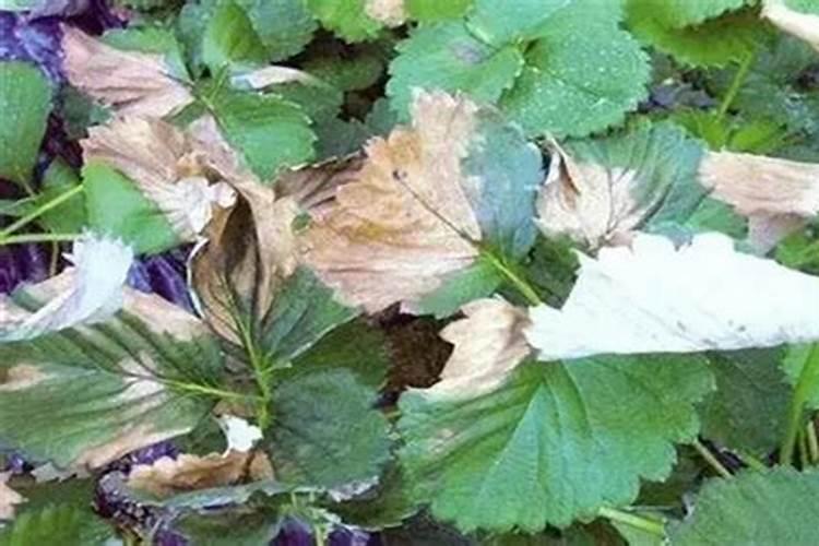 草莓缺素症有什么症状 草莓缺素症防治方法