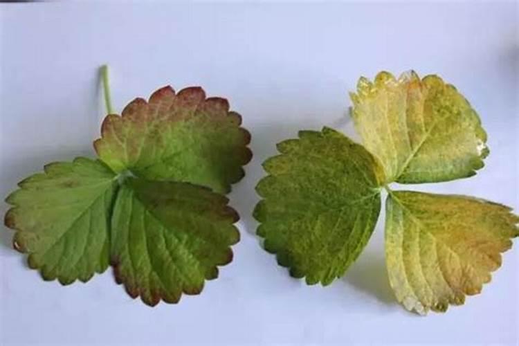 草莓缺镁的症状