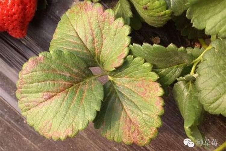 草莓叶子发红是什么原因