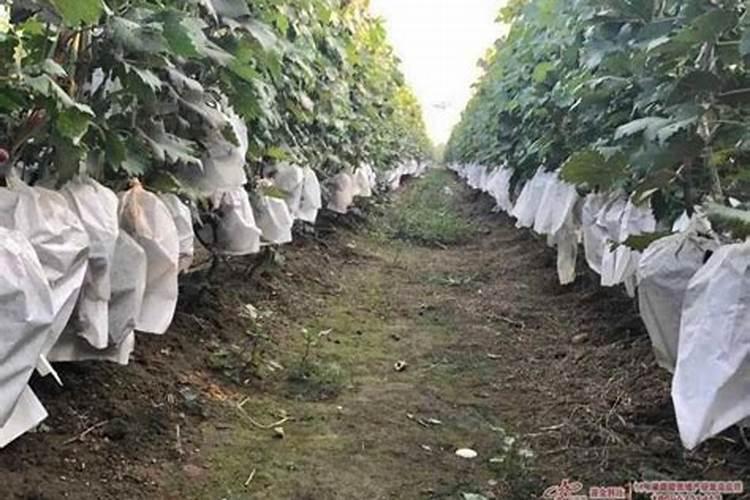 玉米高产有哪些技巧？需要用锌肥拌种吗？