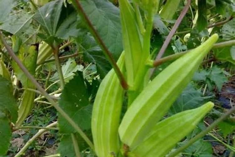 秋葵小苗什么时候施肥