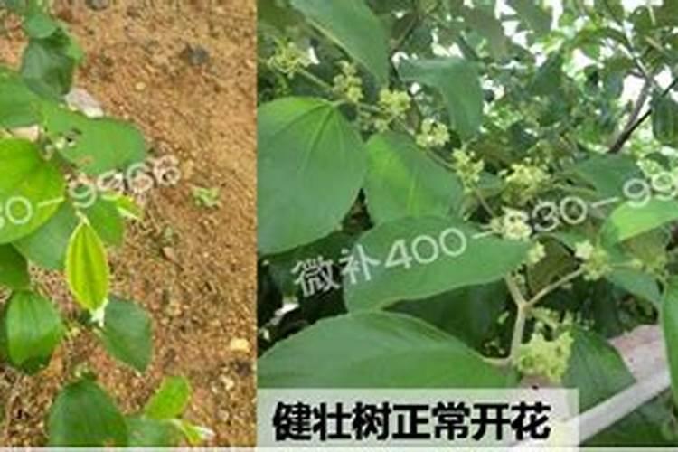 桃树上什么化肥好