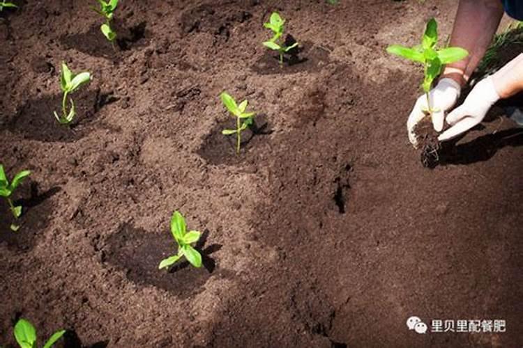 猪用地衣芽孢杆菌可以和什么抗生素一起用