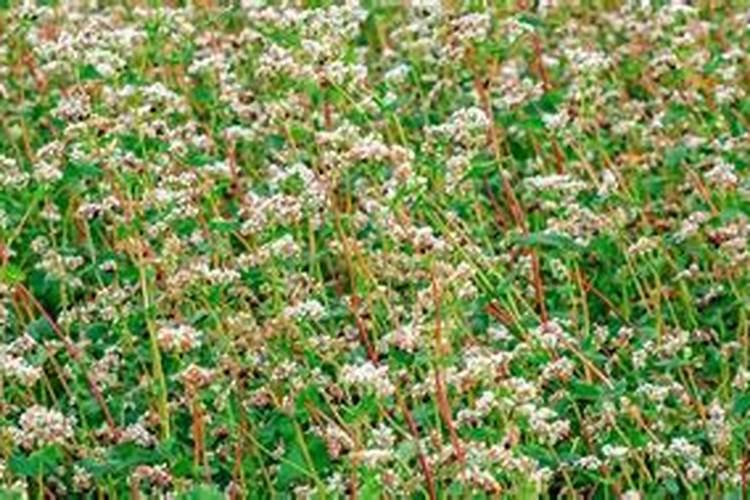 硝酸铵钙和尿素相比哪个更好