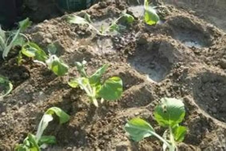 大豆芽菜绿豆和黄豆那个更容易出芽