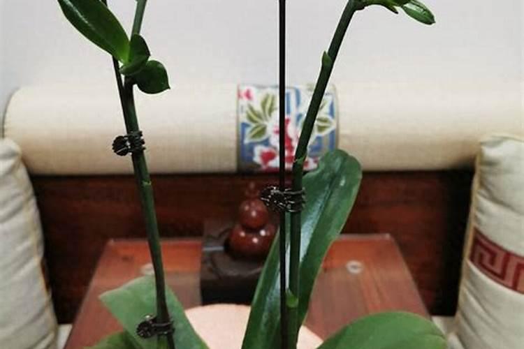 蝴蝶兰长叶子的时候需要施什么肥？开花的时候施什么肥？