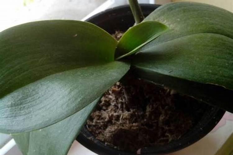 蝴蝶兰喷叶子用什么肥料？