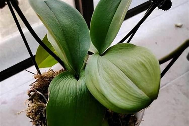 蝴蝶兰用什么肥料