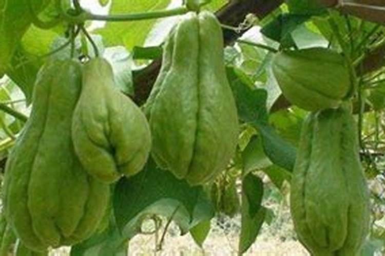 佛手瓜的栽培方法