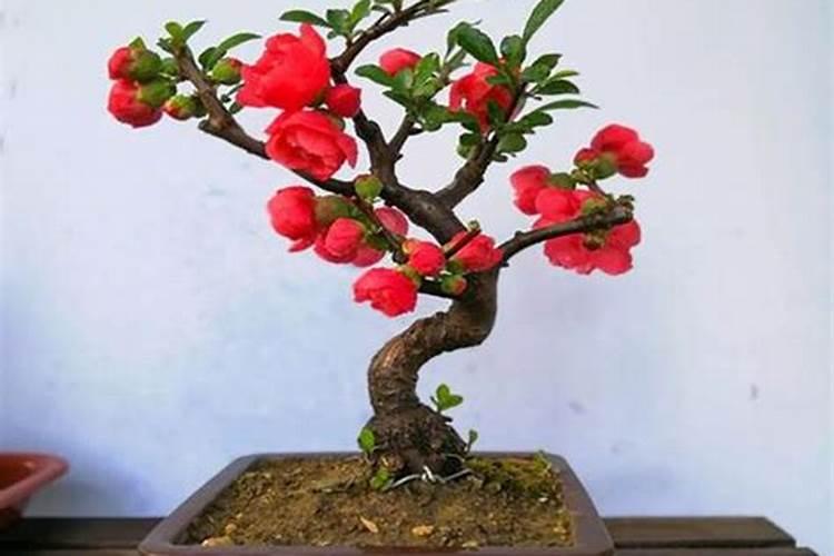 香瓜亩产量一般多少斤 香瓜怎样种植才高产