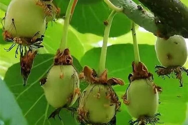 葡萄有黄豆大时应施什么肥