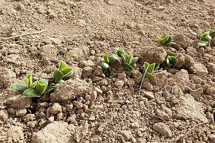 大豆啥时候打芸苔素好？