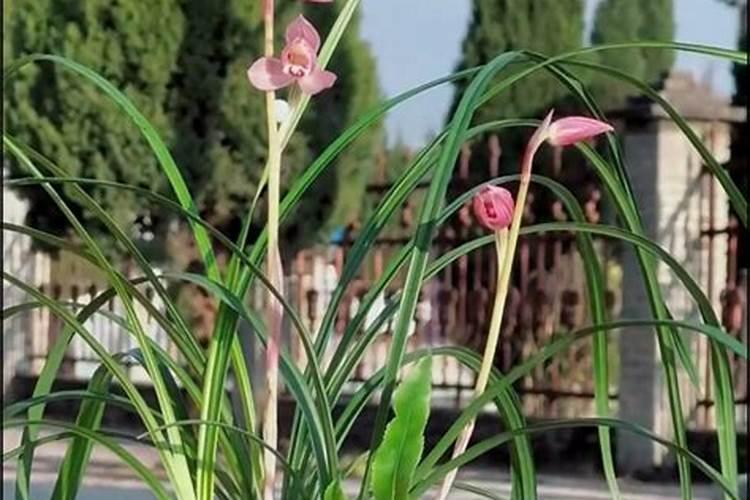 有哪些花需要磷肥