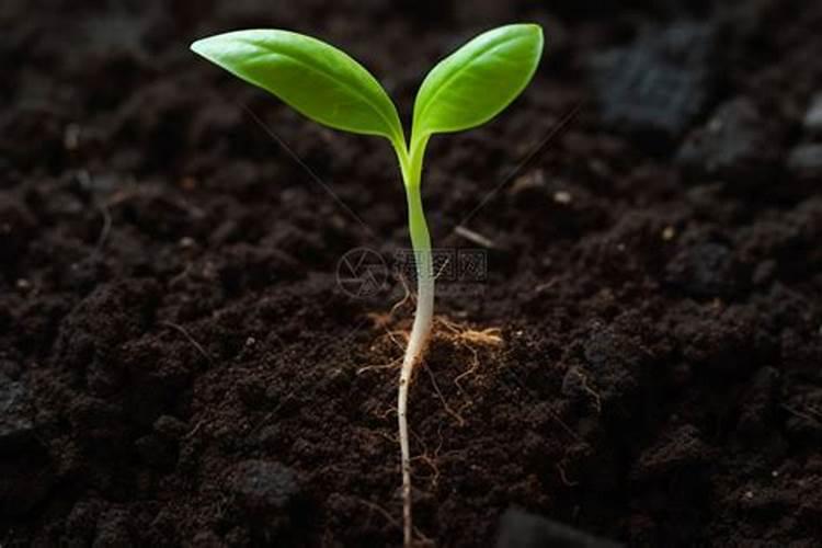 磷肥氮肥钾肥各使用于哪些植物？？