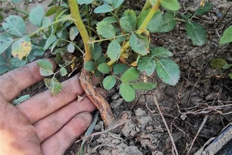 碧护大量元素水溶肥价格