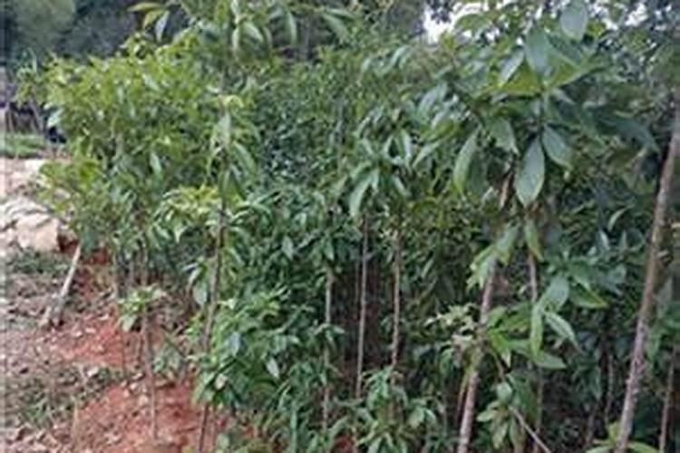 金丝楠木可以盆栽吗