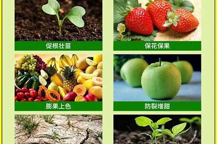 苹果树挂果量大八月追肥用怎样配比的硫酸钾复合肥好