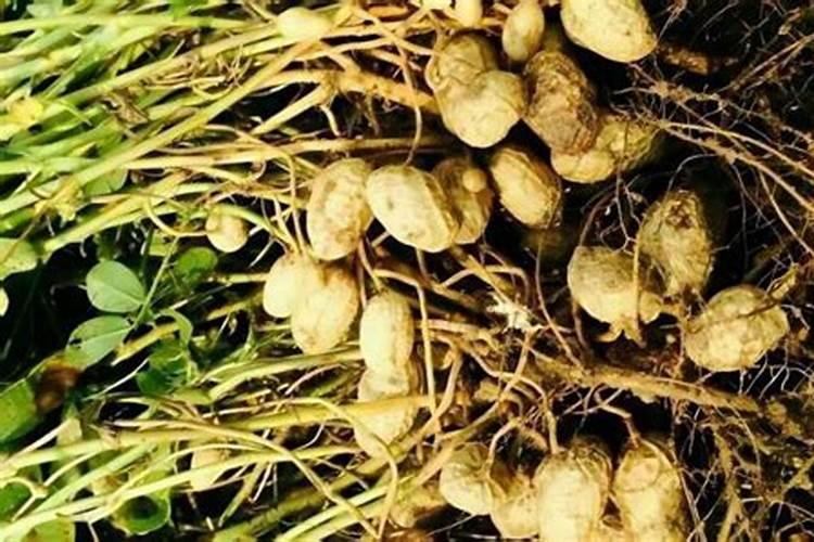 花生肥料最佳配方复合肥