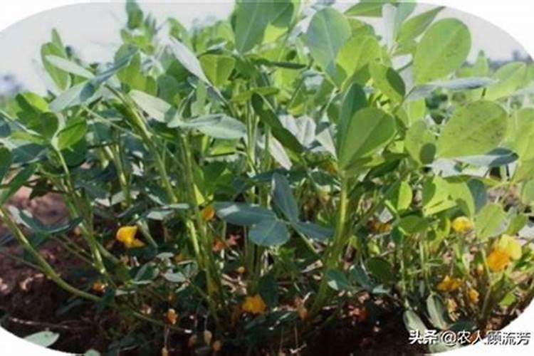 花生如何科学用肥？？