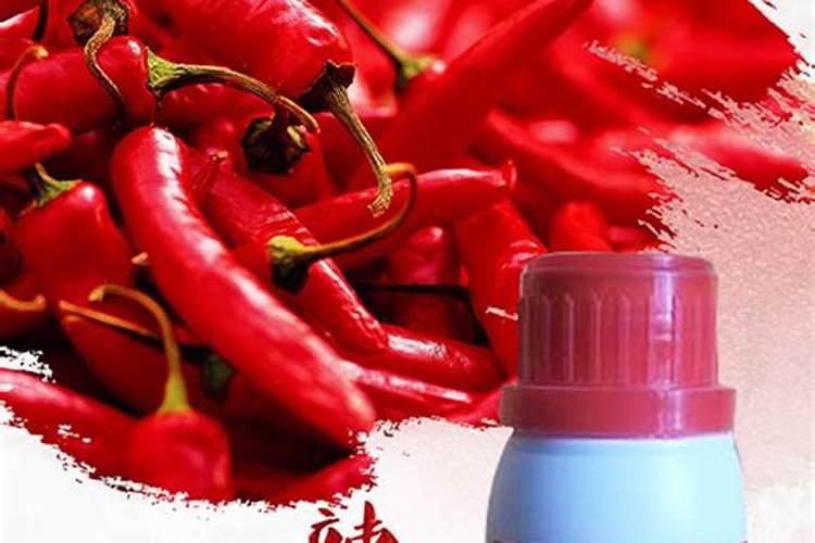 今年可否大面积种植天鹰椒,前景如何？