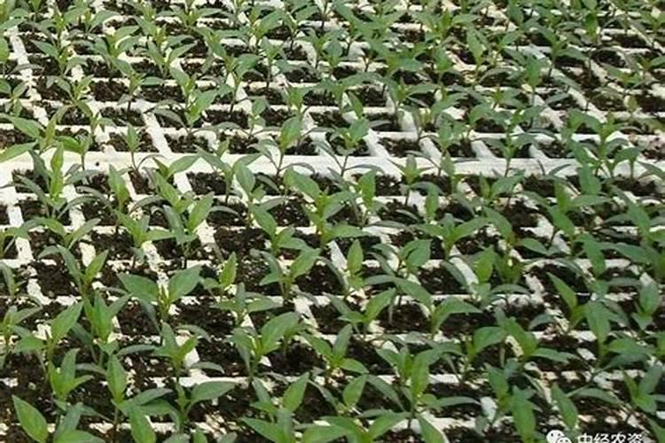 辣椒的盆栽有什么技术要点？