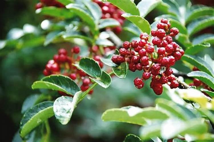 花椒开花结果期间,施根肥好还是叶面肥好？哪个效果好？