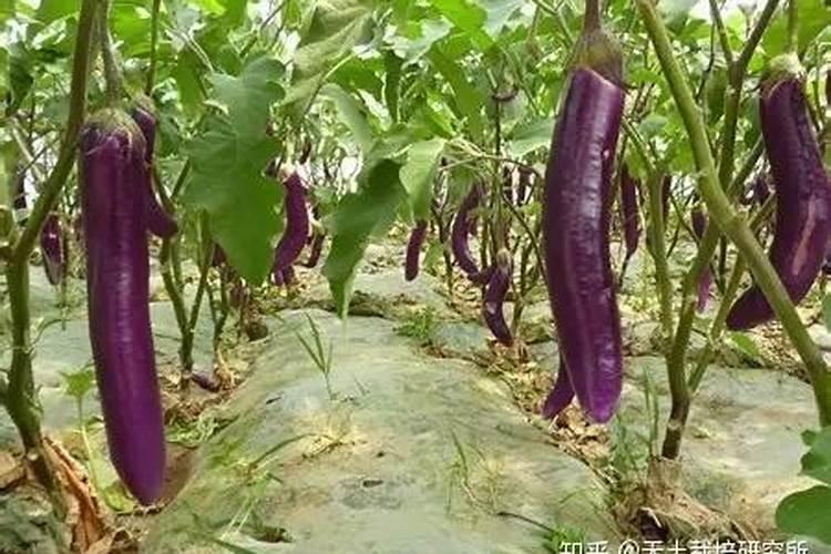 怎样能使桂花树长的快？施什么肥？怎样施肥？