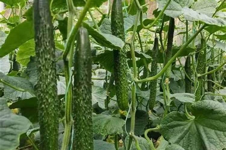 种韭菜需要什么肥料？有没有好肥料推荐一下？