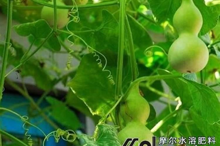 葫芦怎样施肥