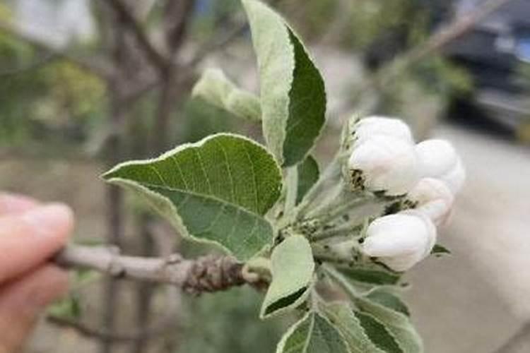 苹果花后能不能用叶面肥