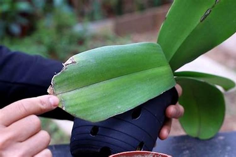 蝴蝶兰的叶子黄了,什么原因？怎么办？