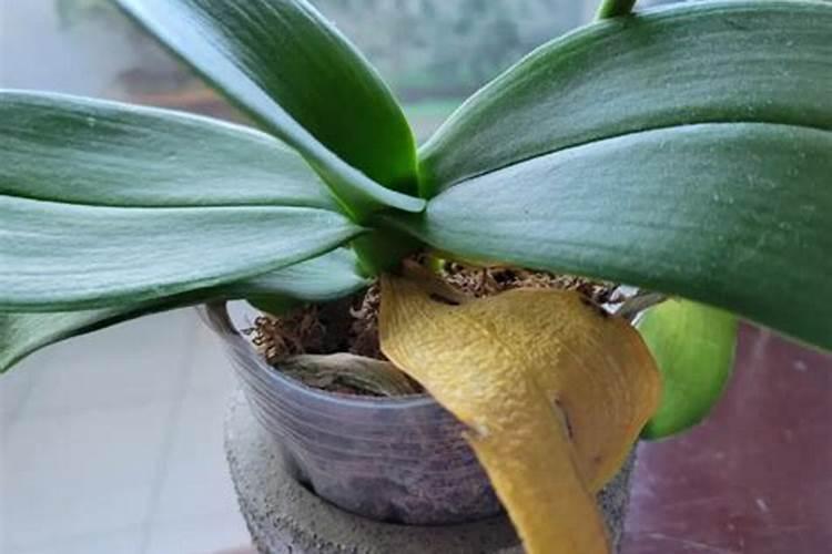 昨天晚上不小心给开了花的蝴蝶兰上肥了,而且好像浓度过了,花儿开始蔫了...