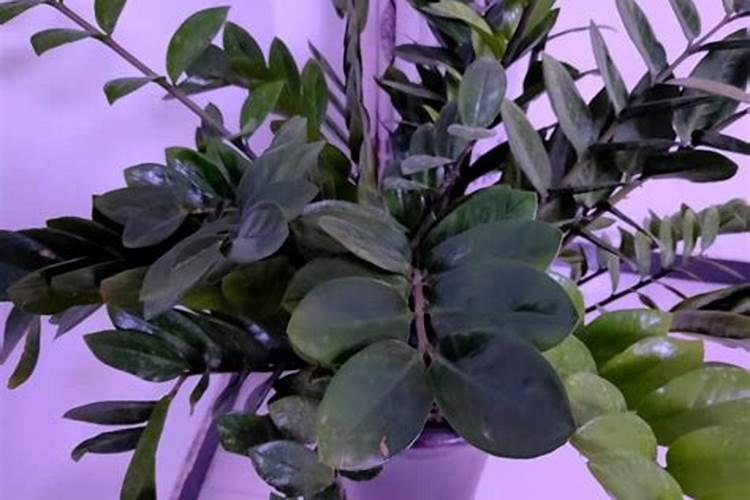 金钱树怎么养护与浇水