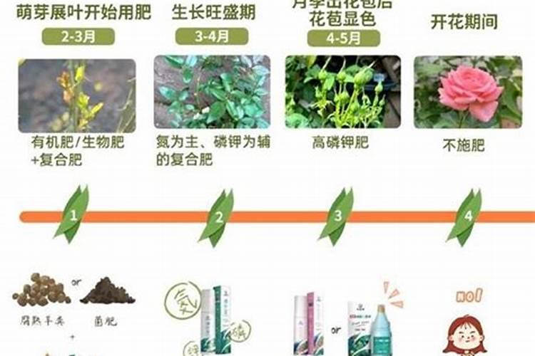 月季要怎样追肥？