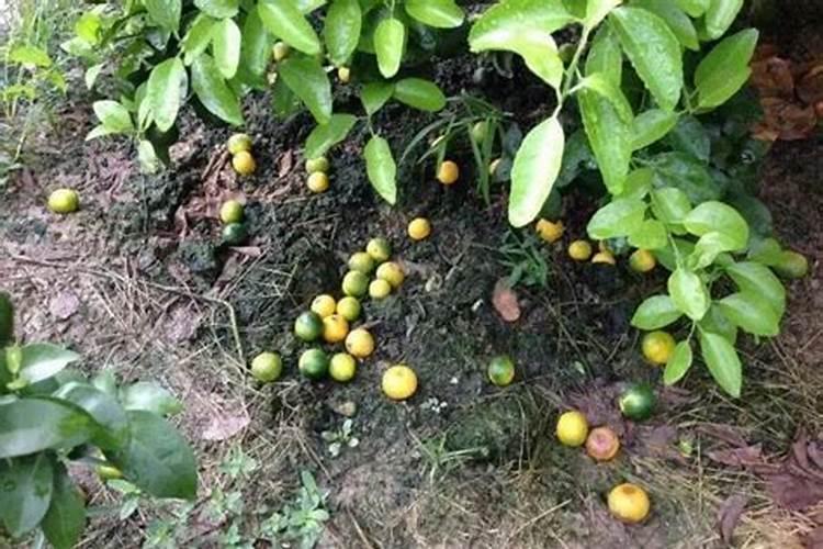 如何用沼液作为叶面肥喷施柑橘？