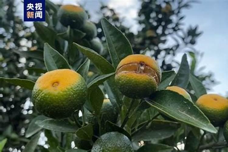 柑橘用什么水溶肥产量高？柑橘膨果用什么叶面肥效果好？